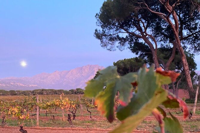 private-wine-tasting-tour-around-ile-rousse-and-calvi-4