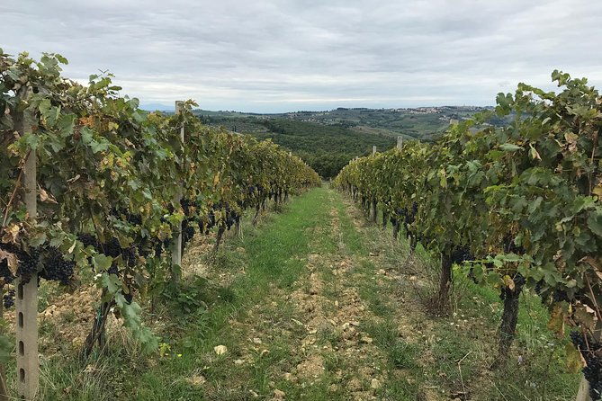 private-wine-tour-in-chianti-classico-with-sommelier-2-wineries