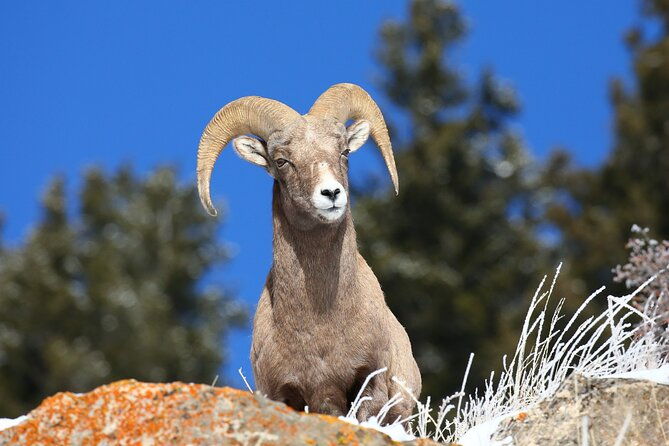 private-wolf-wildlife-watching-in-yellowstones-lamar-valley