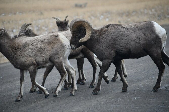 private-yellowstone-park-van-tours-from-bozeman