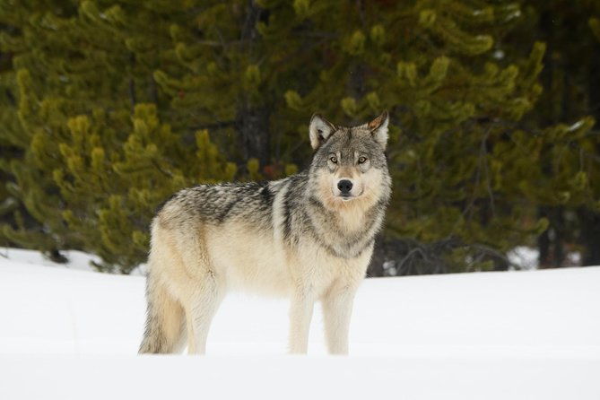 private-yellowstone-wildlife-sightseeing-tour