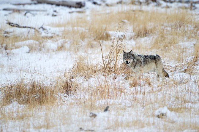 private-yellowstone-winter-wolf-watching-and-wildlife-safari-2