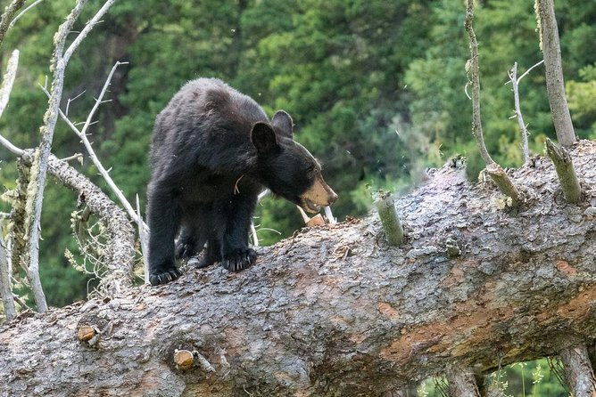 private-yellowstone-wolf-watching-wildlife-safari-lunch