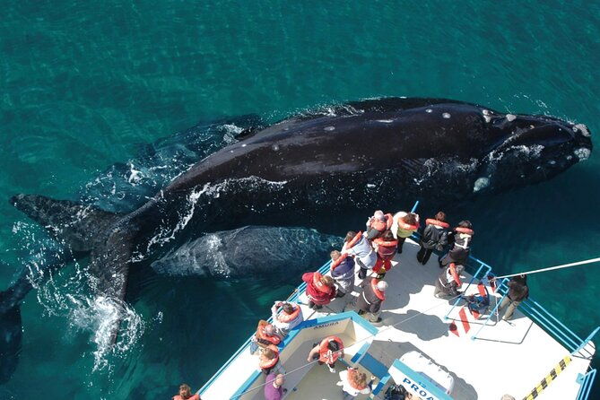 puerto-madryn-peninsula-valdes-national-park-day-trip