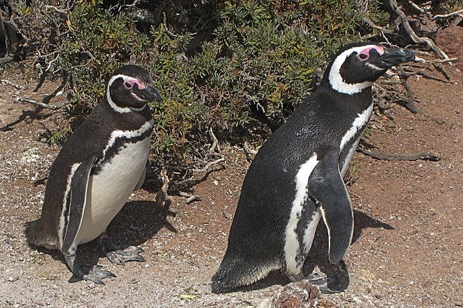 puerto-madryn-shore-excursion-private-day-trip-to-punta-tombo-penguin-colony