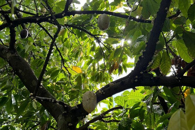 puerto-plata-city-tour-with-butterfly-garden