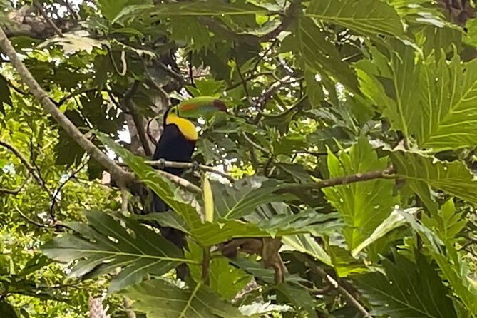 puerto-viejo-sloth-jungle-and-river-kayaking-tour