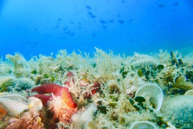 pula-boat-trip-with-snorkeling