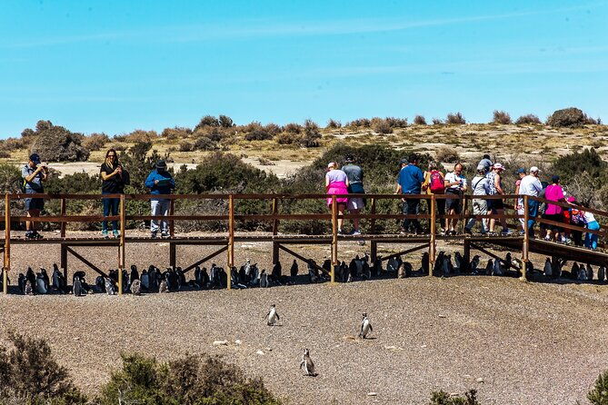punta-tombo-shore-tour-for-ncl-star-passengers-in-puerto-madryn