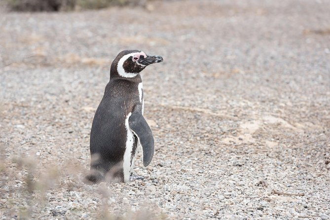 punta-tombo-tour-the-penguin-experience