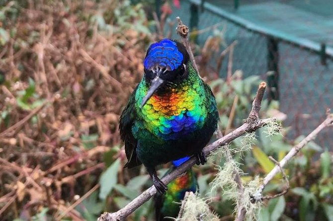 quetzal-birdwatching-experience-at-san-gerardo-de-dota-group-tour