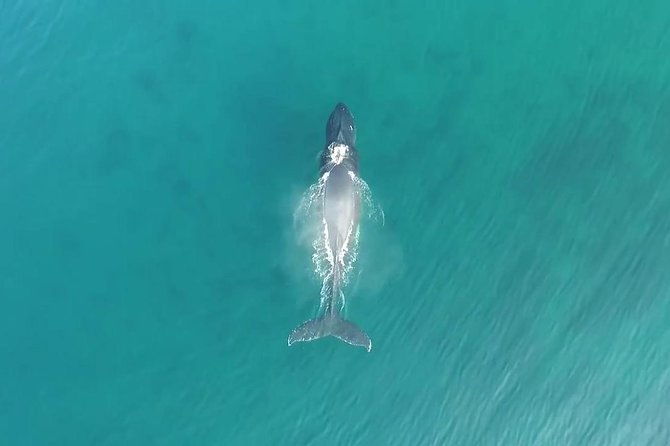 raft-adventure-whale-watch-discovery