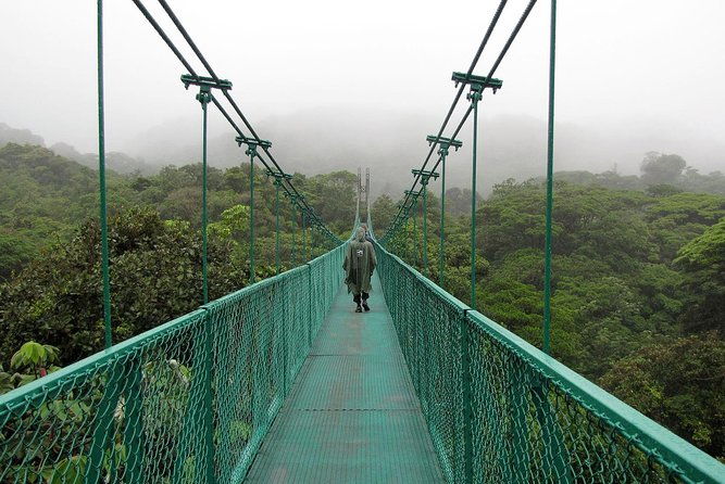rain-forest-monteverdehanging-bridges-slothsbirds-watching