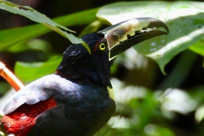 rainforest-and-waterfall-tour-with-chocolate-and-coffee