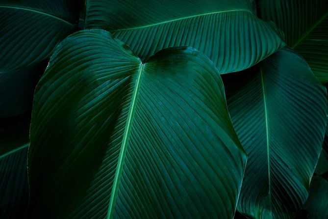 rainforest-canopy-adventure-pacific