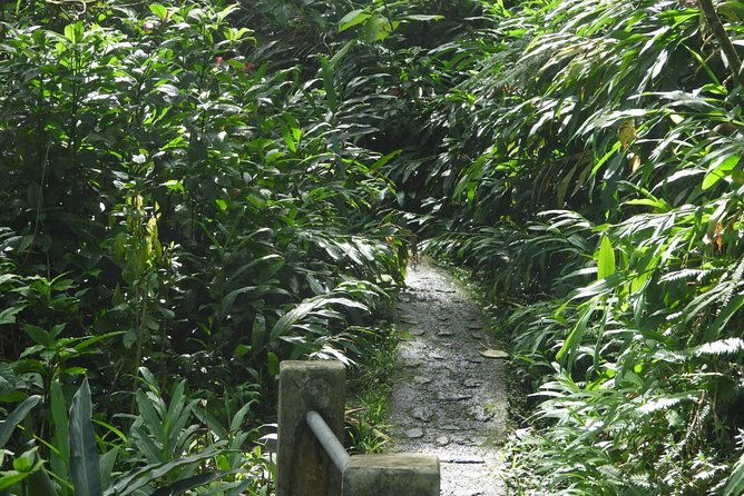 rainforest-nature-walk-luquillo-beach-combo