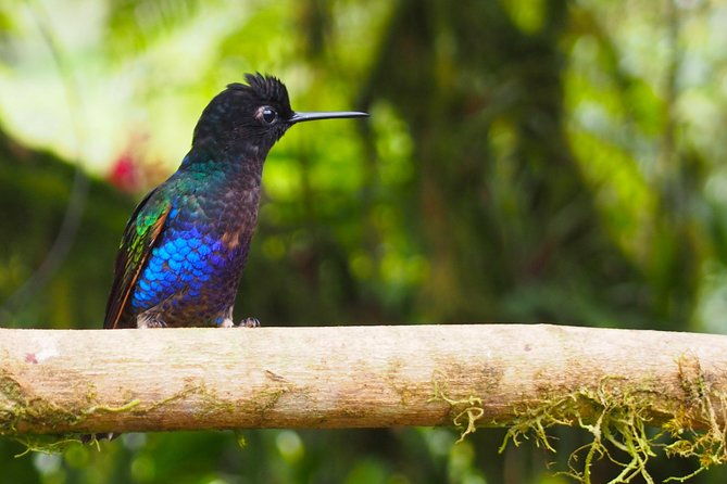 rainforest-wildlife-panama-hat-makers-traditional-cuisine-shore-tour