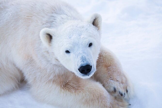 ranua-wildlife-park-day-visit-the-arctic-animals