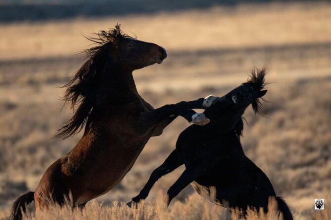 red-canyon-small-group-wild-mustang-van-tours-in-cody-wyoming