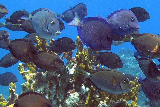 reef-and-turtle-adventure-kayak-and-snorkel-tour