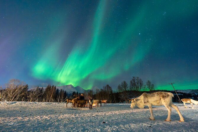 reindeer-feeding-and-sledding-sami-storytelling-night-tour