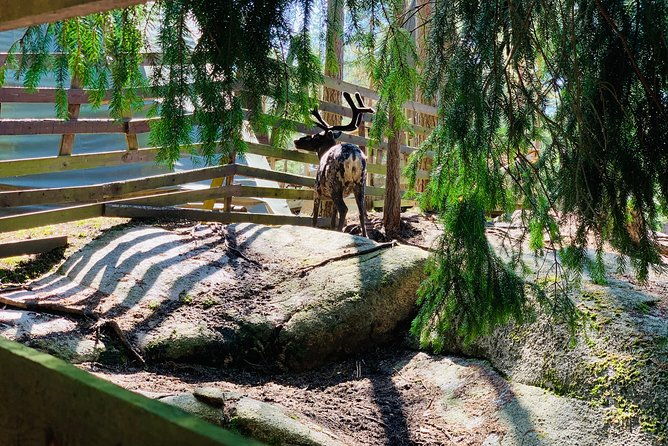 reindeer-park-adventure-vip-car-private-service