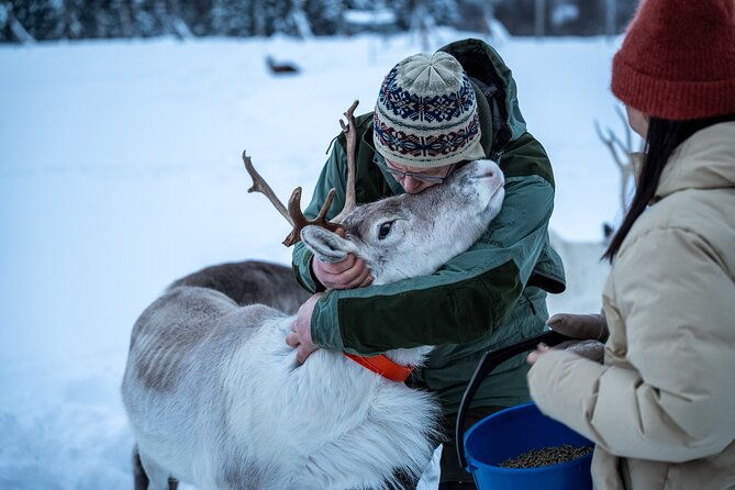 reindeer-sledding-feeding-and-sami-culture-at-reindeer-farm