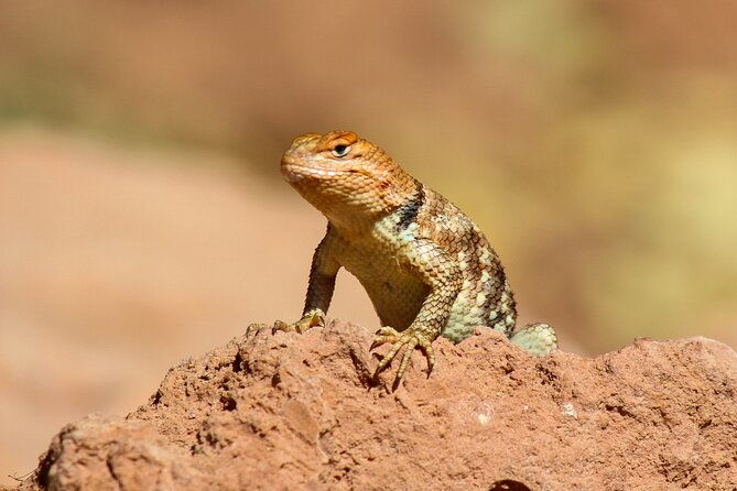 reptile-hunting-in-the-sonoran-desert
