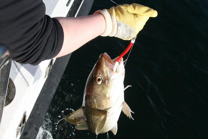 reykjavik-sea-angling-gourmet