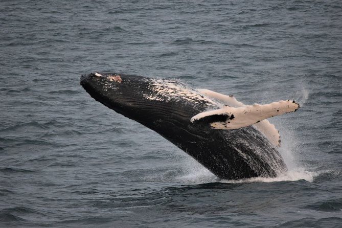 reykjavik-shore-excursion-whale-watching-cruise-2