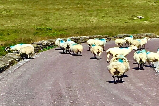 ring-of-kerry-private-tour-from-killarney-car-or-minibus-2