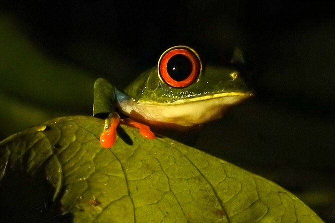 rio-celeste-nature-night-walk