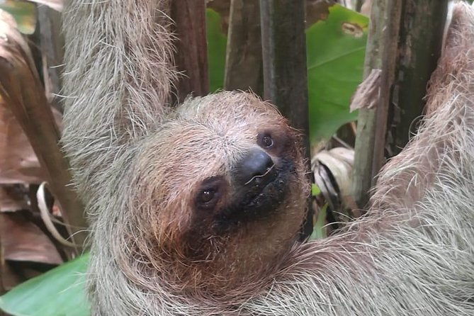 rio-celeste-waterfall-and-sloth-watching-tour