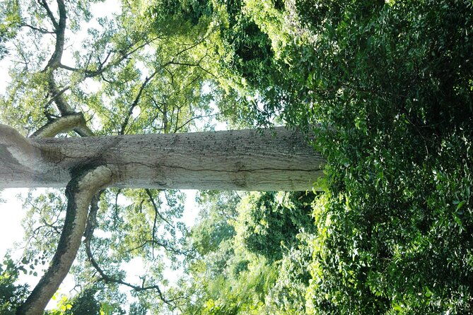 rio-celeste-waterfall-hiking-llanos-del-cortes-waterfall-sloth-observatory