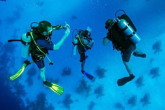 roatan-1-tank-shore-dive-sloth-monkey-park-city-tour-plus-transportation