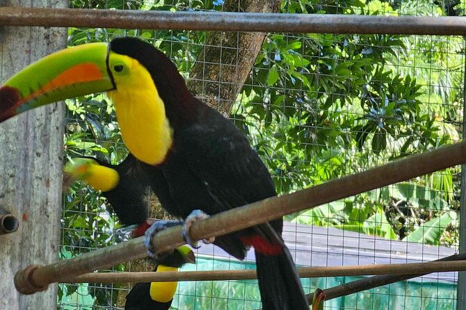 roatan-glass-bottom-boat-tour-with-wildlife-chocolate-tasting