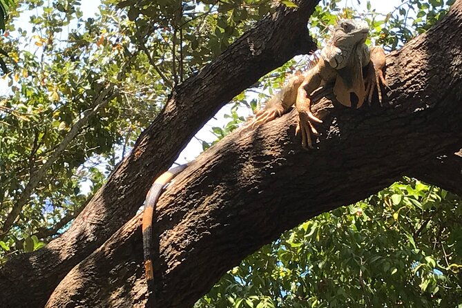 roatan-iguana-park-and-monkey-sloth-park-sanctuary-and-beach-stop