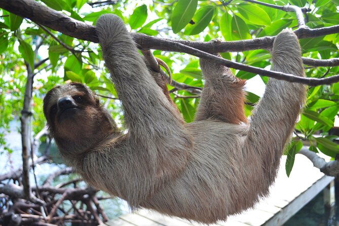 roatan-monkey-and-sloth-sanctuary-and-beach-break