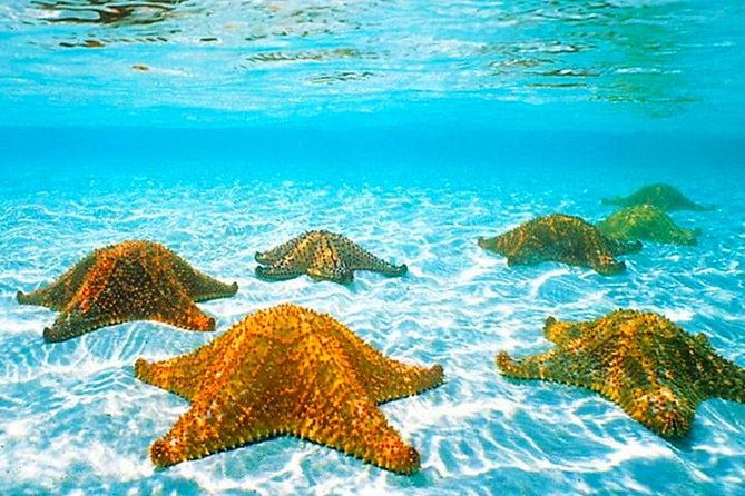 roatan-private-catamaran-shipwreck-blue-channel-and-starfish-with-transfer