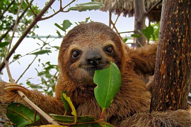 roatan-shore-excursion-snorkelling-sloths-monkeys-beach-break