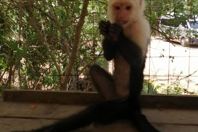roatan-sloth-monkeys-animal-park-chocolate-rum-cake-factory