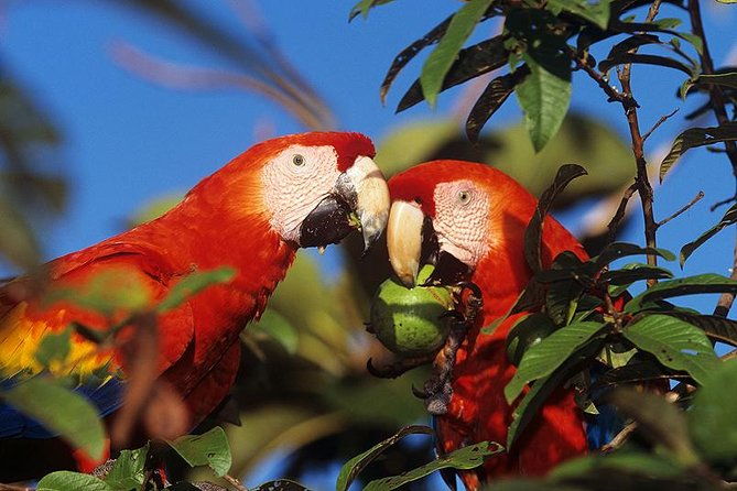 roatan-slothful-safarihistory-atv-buggy-thrills-zip-beach-xtra