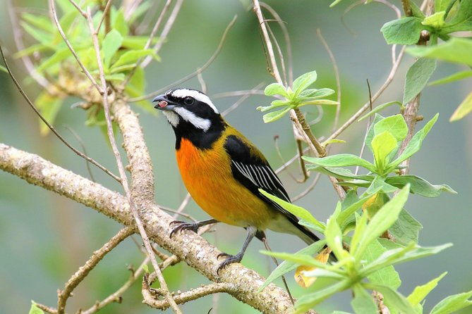 rocklands-bird-sanctuary-and-montego-bay-highlights-tour-from-falmouth