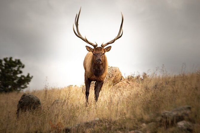 rocky-mountain-national-park-4-hr-private-wildlife-driving-tour