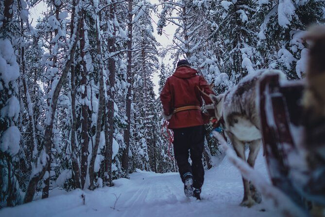 rovaniemi-authentic-lapland-reindeer-farm-visit-sled-ride