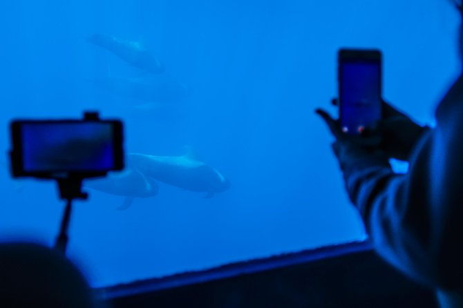 royal-delfin-3h-dolphin-whale-watching-swimming-lunch