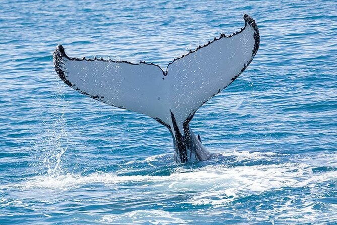 royal-humpback-whale-exploration