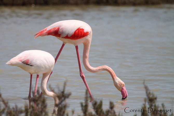 safari-4x4-camargue-2-hours-saintes-maries-de-la-mer-private-tour-3