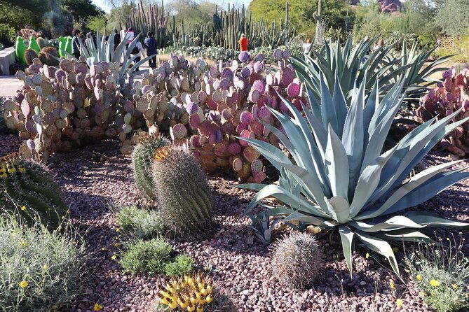 saguaro-np-and-mt-lemmon-self-guided-driving-audio-tour-bundle