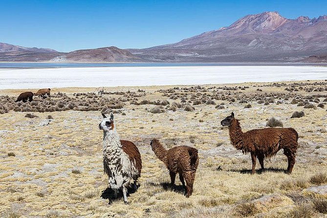salinas-salt-lagoon-private-tour-day-trip-from-arequipa